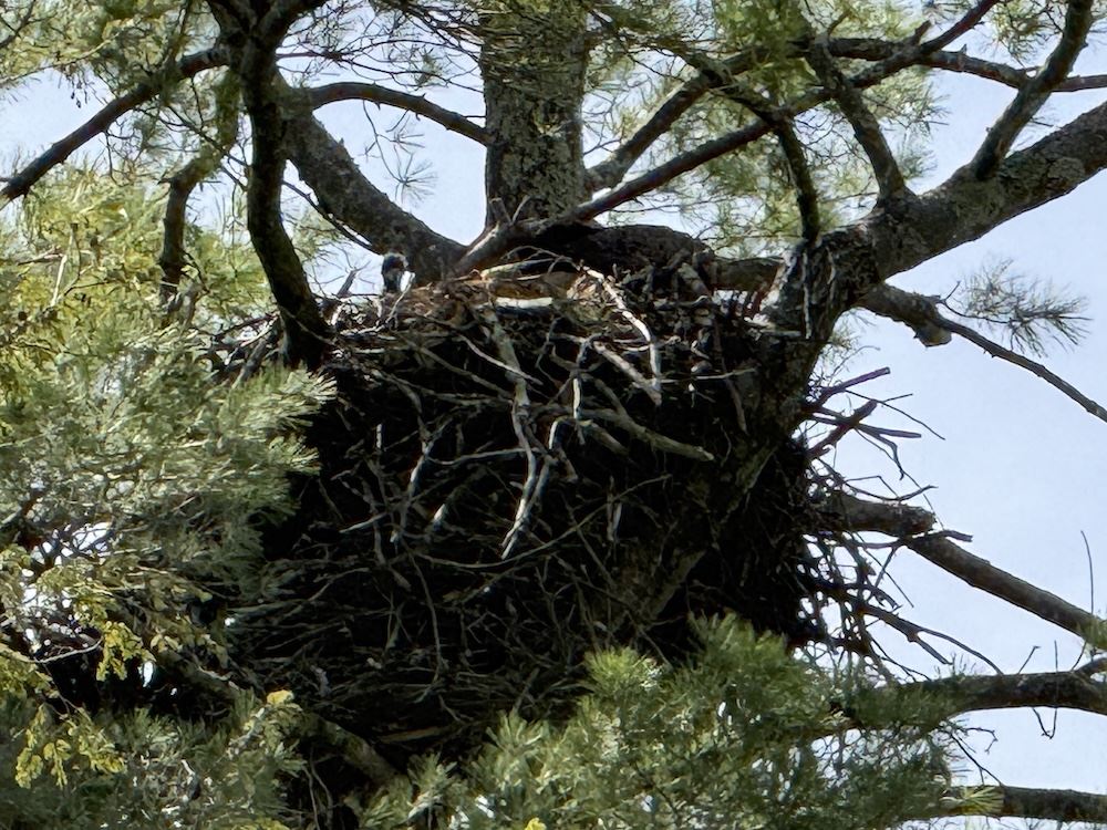 A curious eaglet pops its head out of the nest at Lake St. Catherine