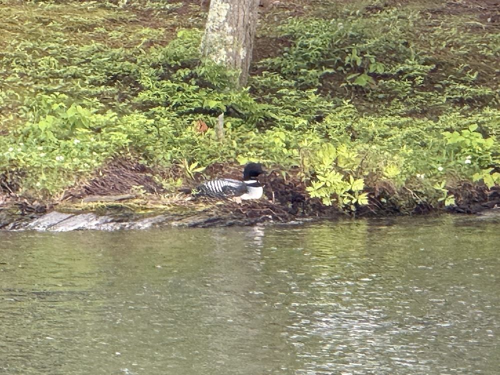 Loon nesting on the Island at Lake St. Catherine Loon nesting on the Island at Lake St. Catherine