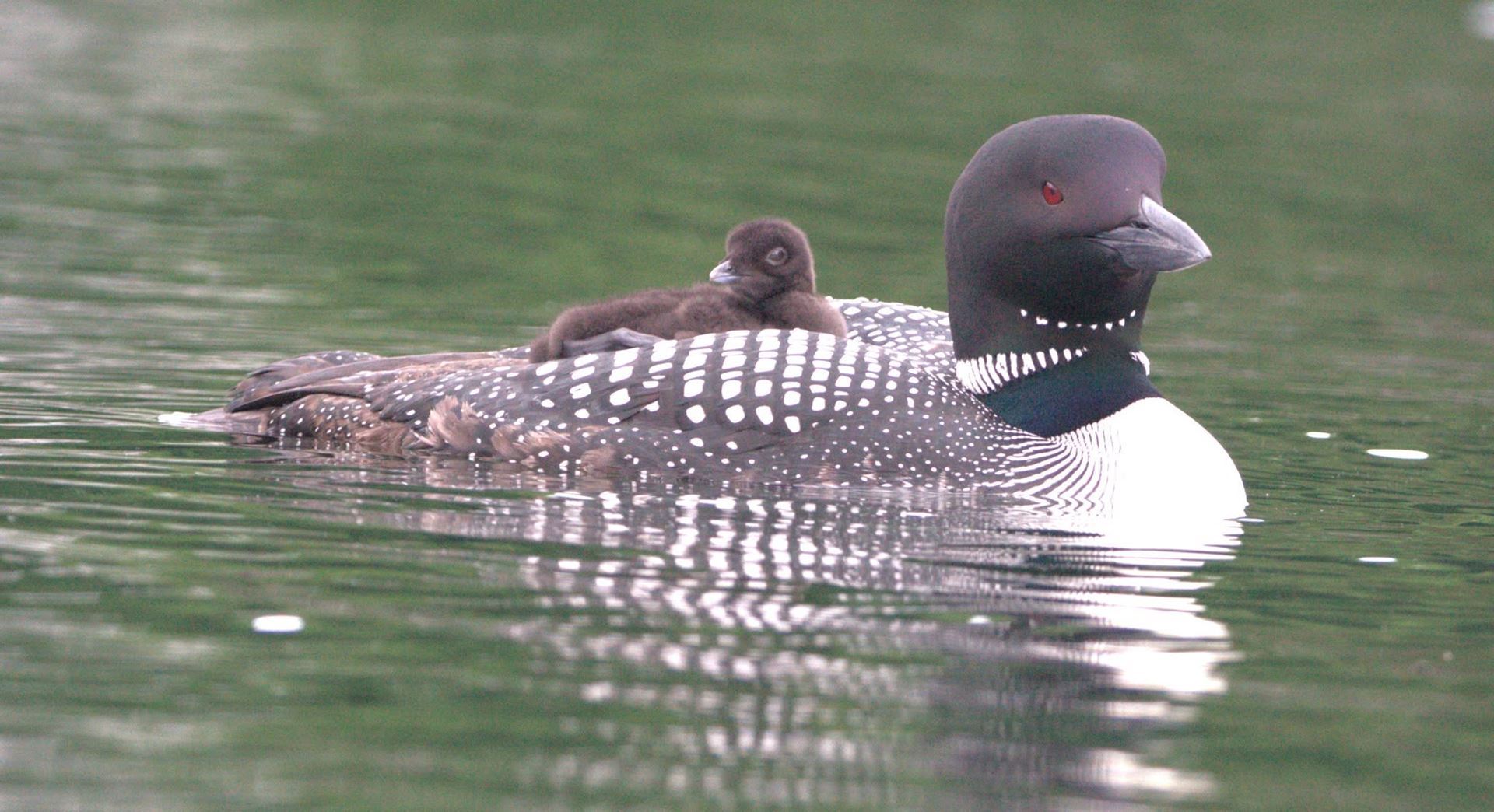 Loon with chick on Lake St. Catherine, Vermont - Photo by Karen Velsor Loon with chick on Lake St. Catherine, Vermont - Photo by Karen Velsor