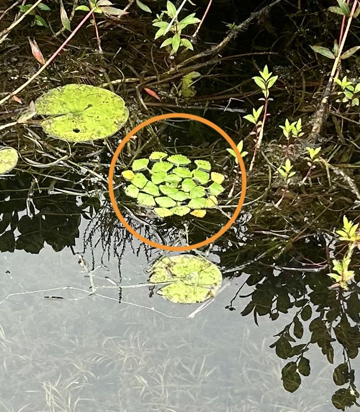 Water Chestnut found in Lake St. Catherine Water Chestnut found in Lake St. Catherine
