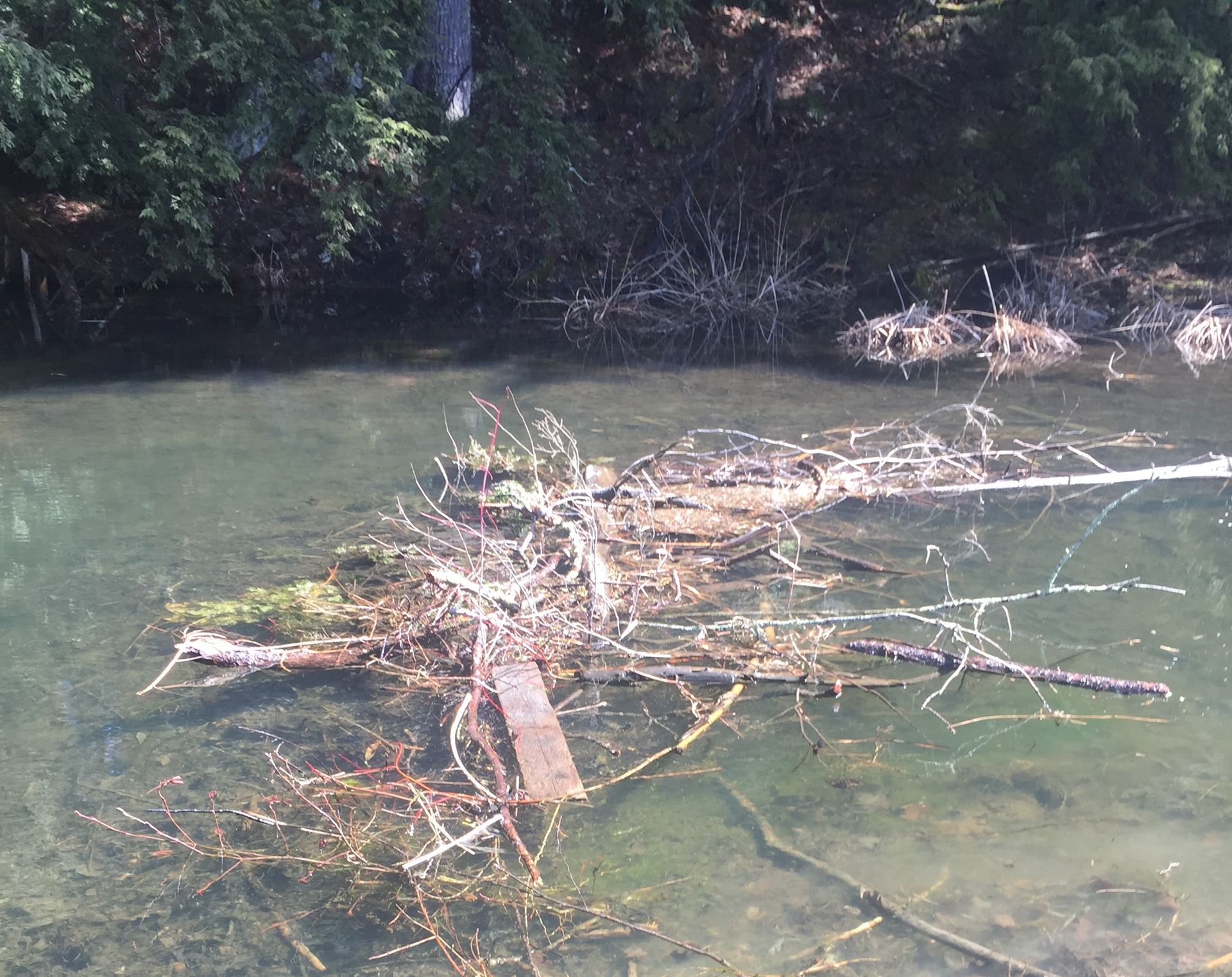 Debris in the Lily Pond Channel