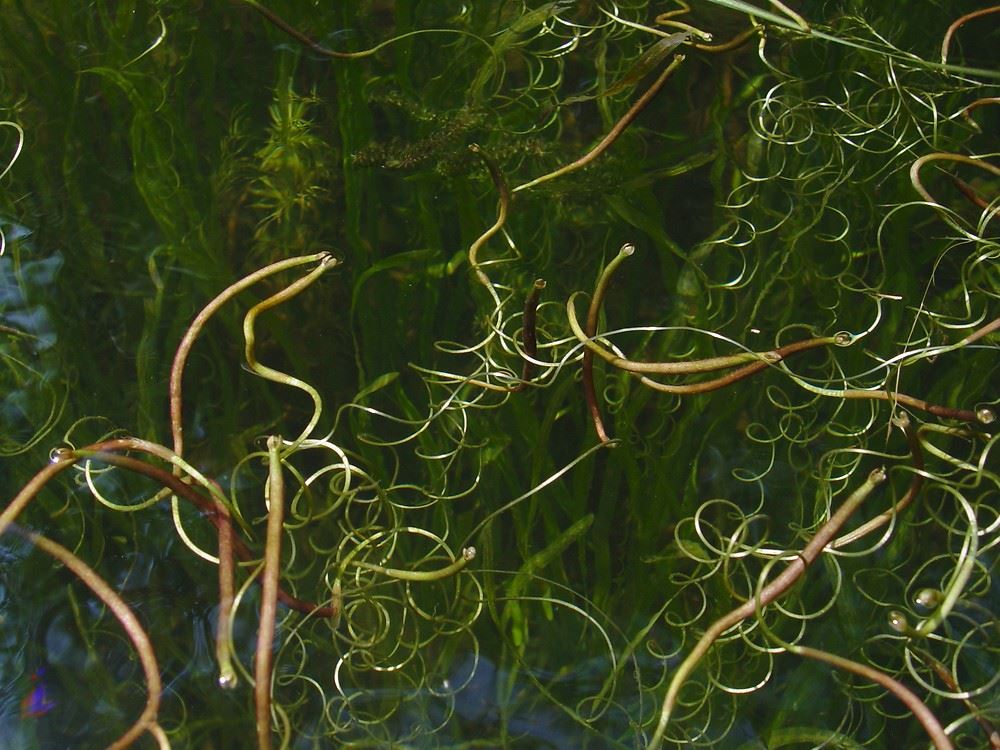american eel-grass 