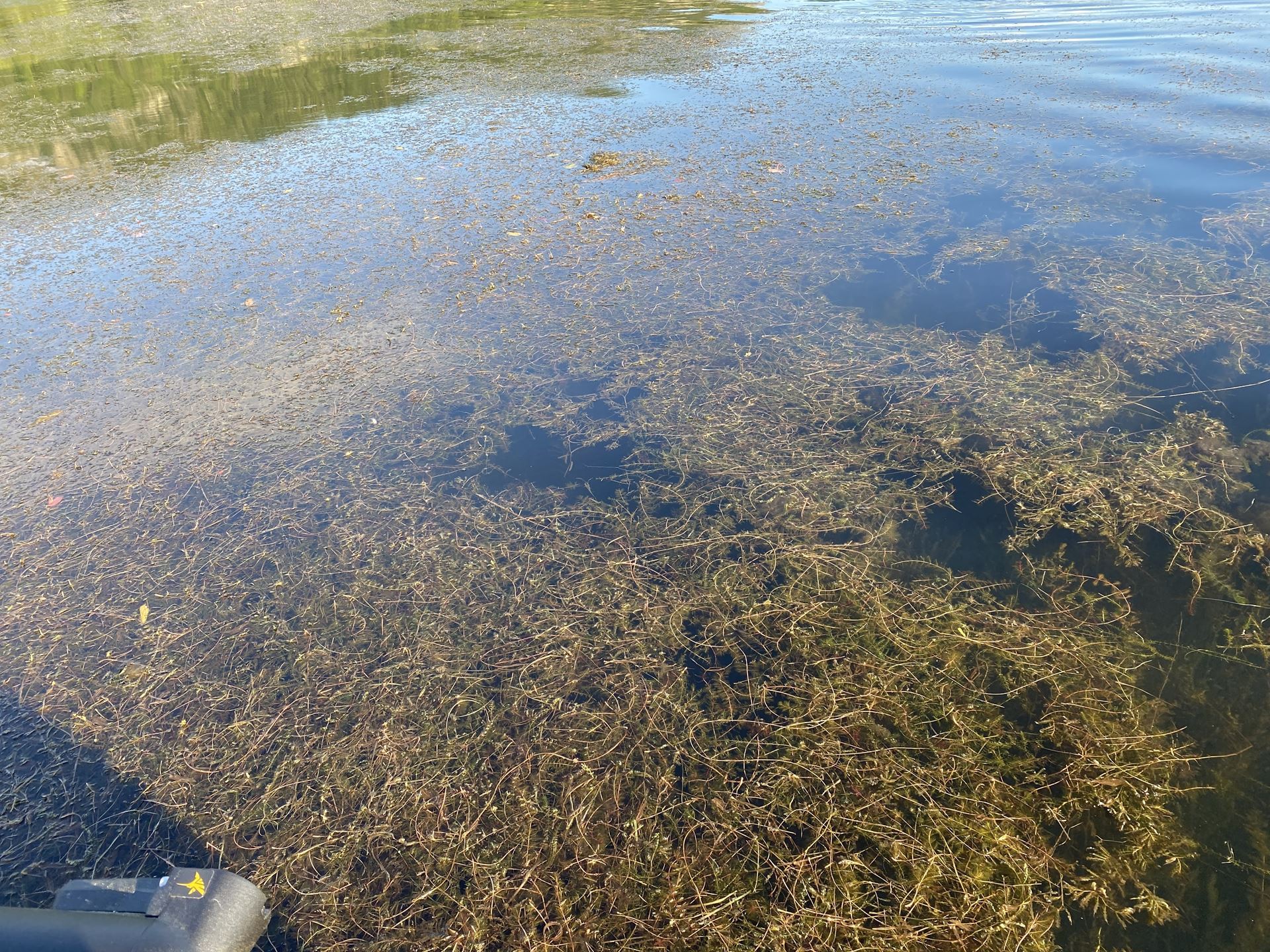 A photo of Little Lake showing dense milfoil growth