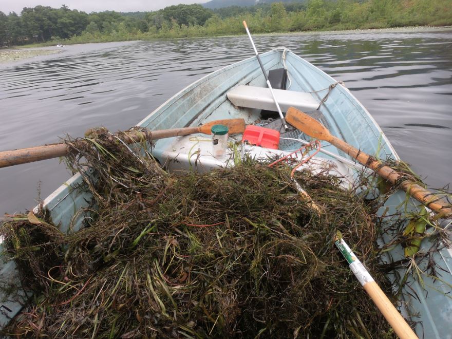Milfoil Cleanup Community Day 1