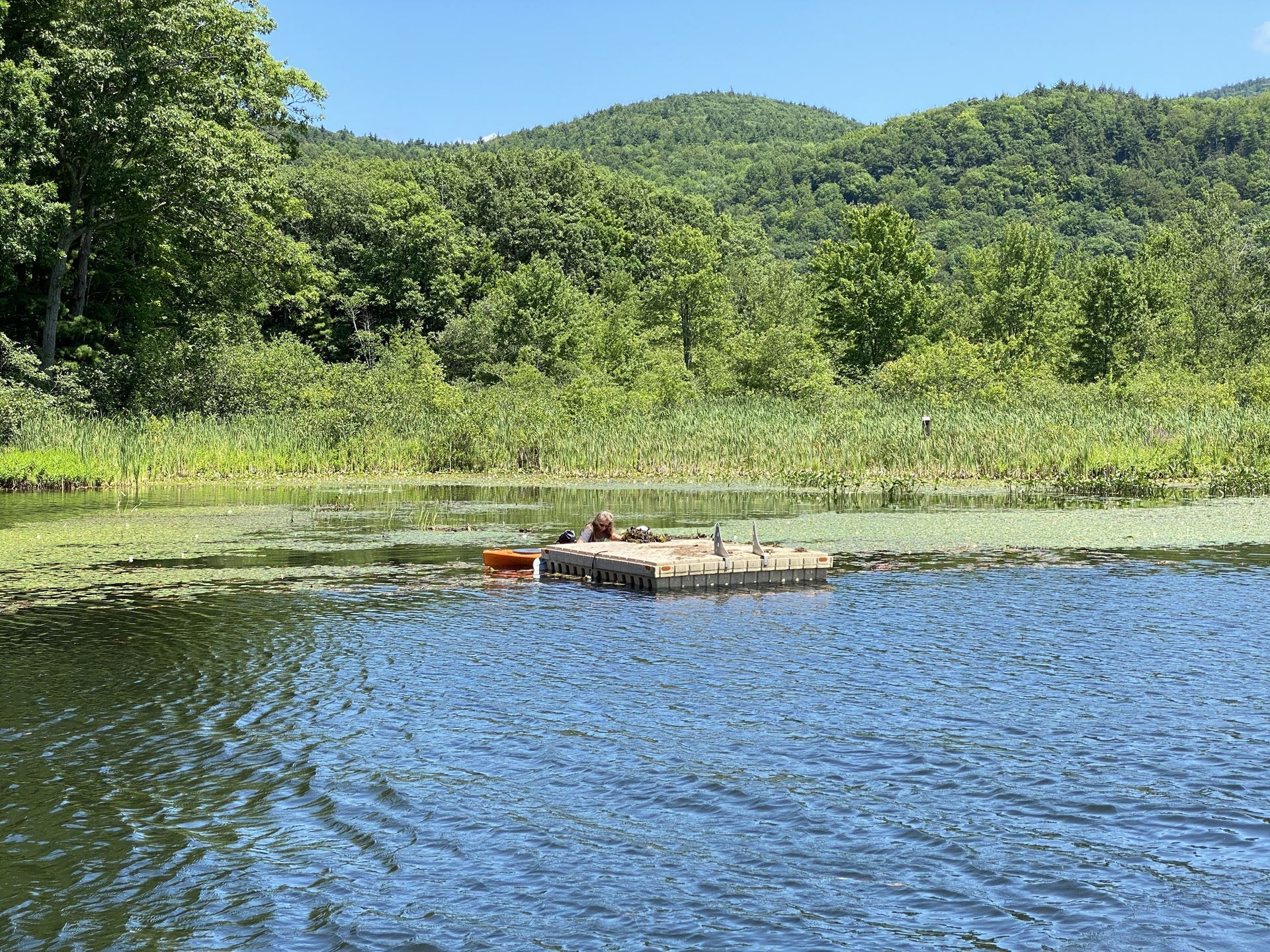 Milfoil collection platform set up in the Channel