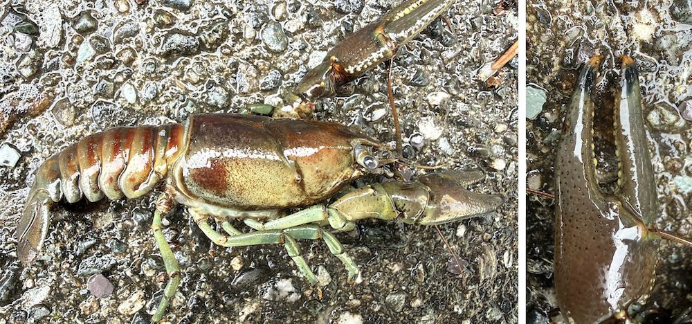 Rusty Crayfish (Faxonius rusticus) discovered in Lake St. Catherine Rusty Crayfish (Faxonius rusticus) discovered in Lake St. Catherine