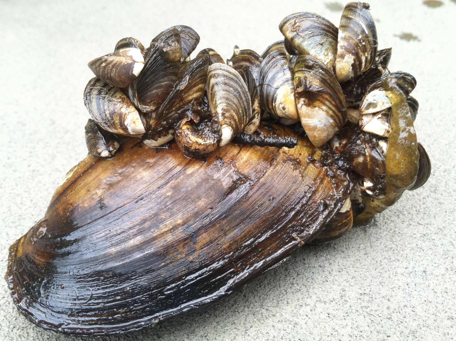Zebra mussels attached to a native mussel