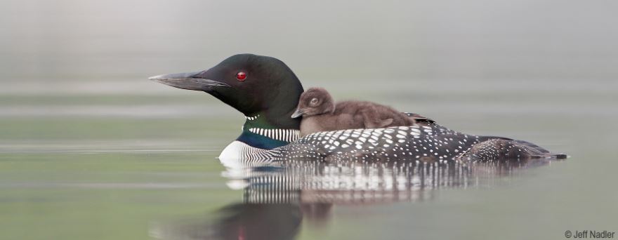 Common loon with chick