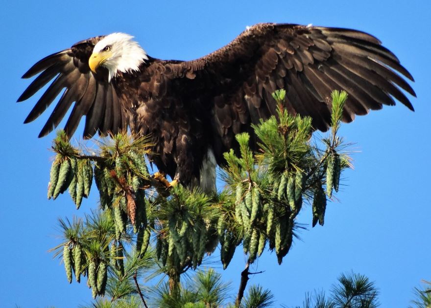 A bald eagle on Lake St. Catherine, Vermont - photo by Karen Velsor.
