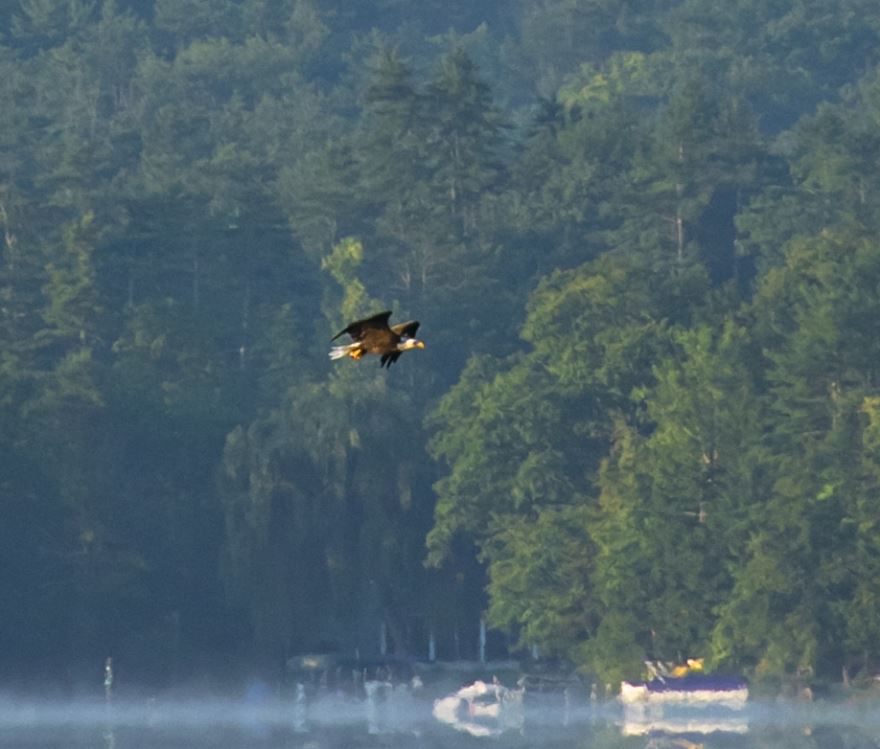 An eagle soars over Lake St. Catherine.