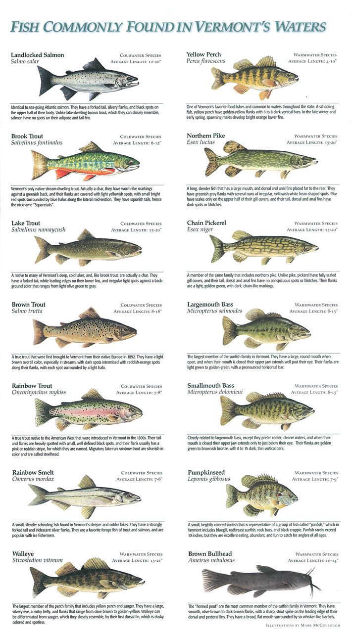 A poster of fish commonly found in Vermont's waters.