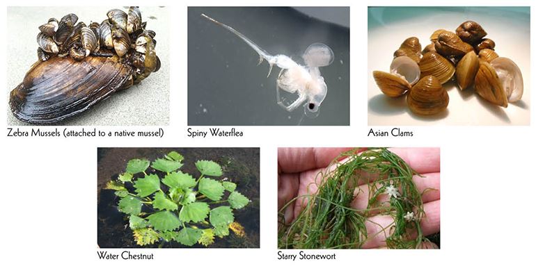 Images of aquatic invasive species - zebra mussels, spiny waterflea, asian clams, water chestnut, starry stonewort.
